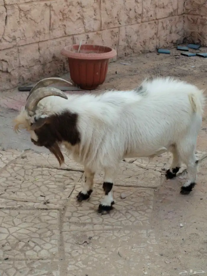 تيس قزمي ماديسو 2