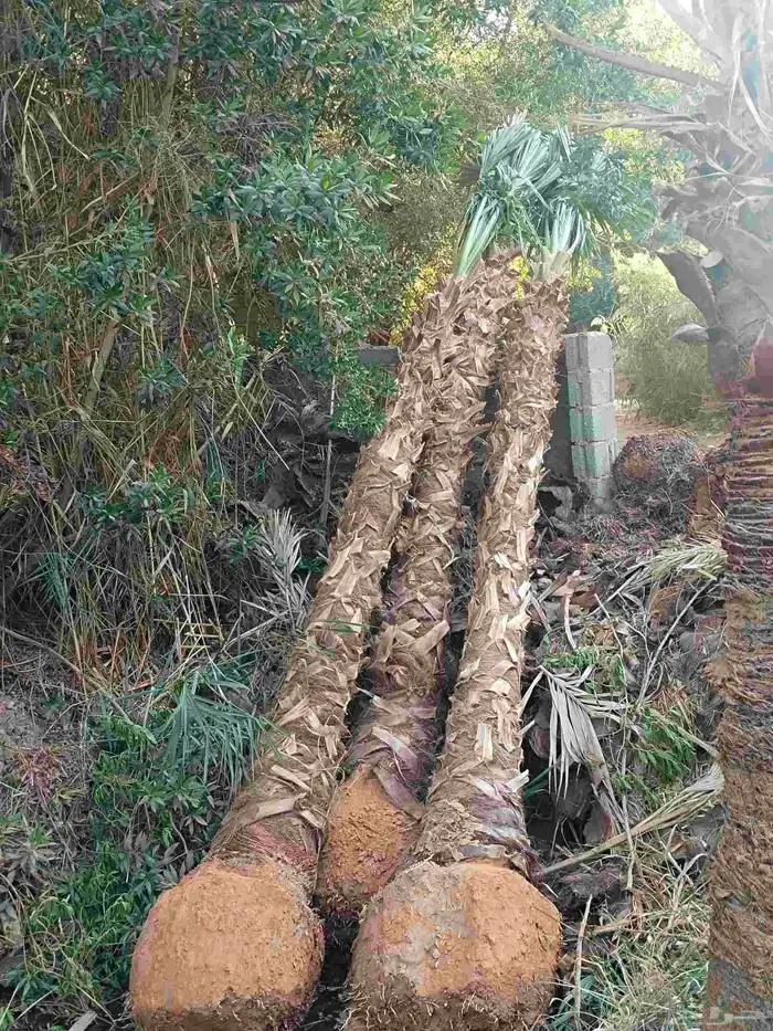 نخل وشنطن زينه ونخل عربي وأشجار 5