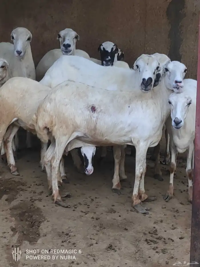 نعجة مع رخل للبيع 0