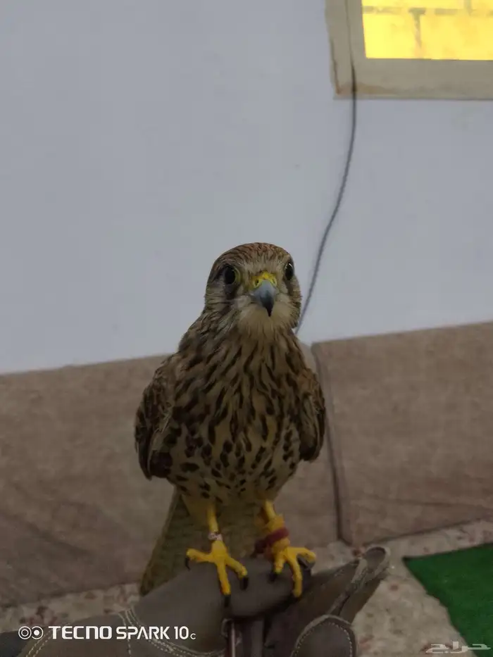 شبوط وباشق البيع 0