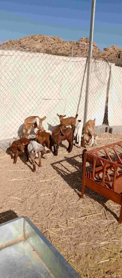 عشره من العرس عنقان وتيوس index