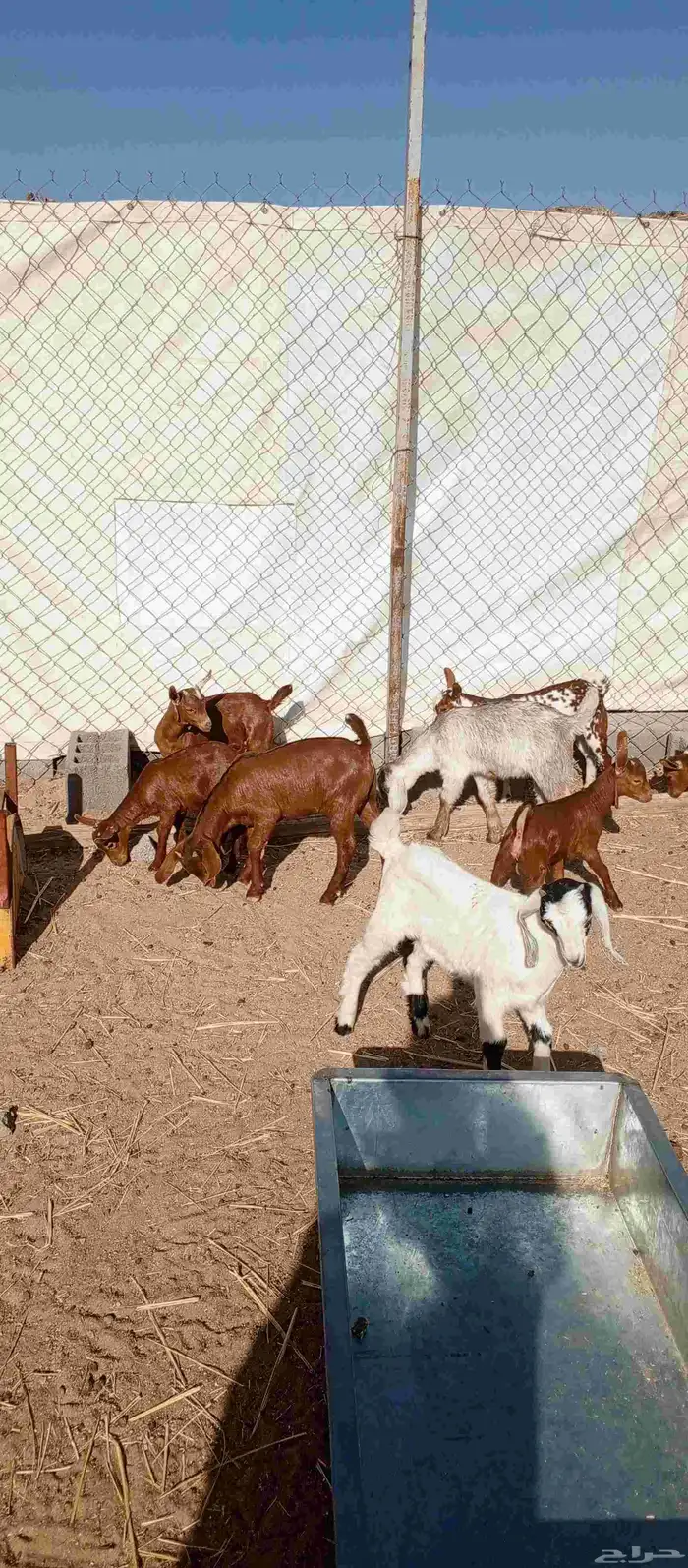 عشره من العرس عنقان وتيوس 4