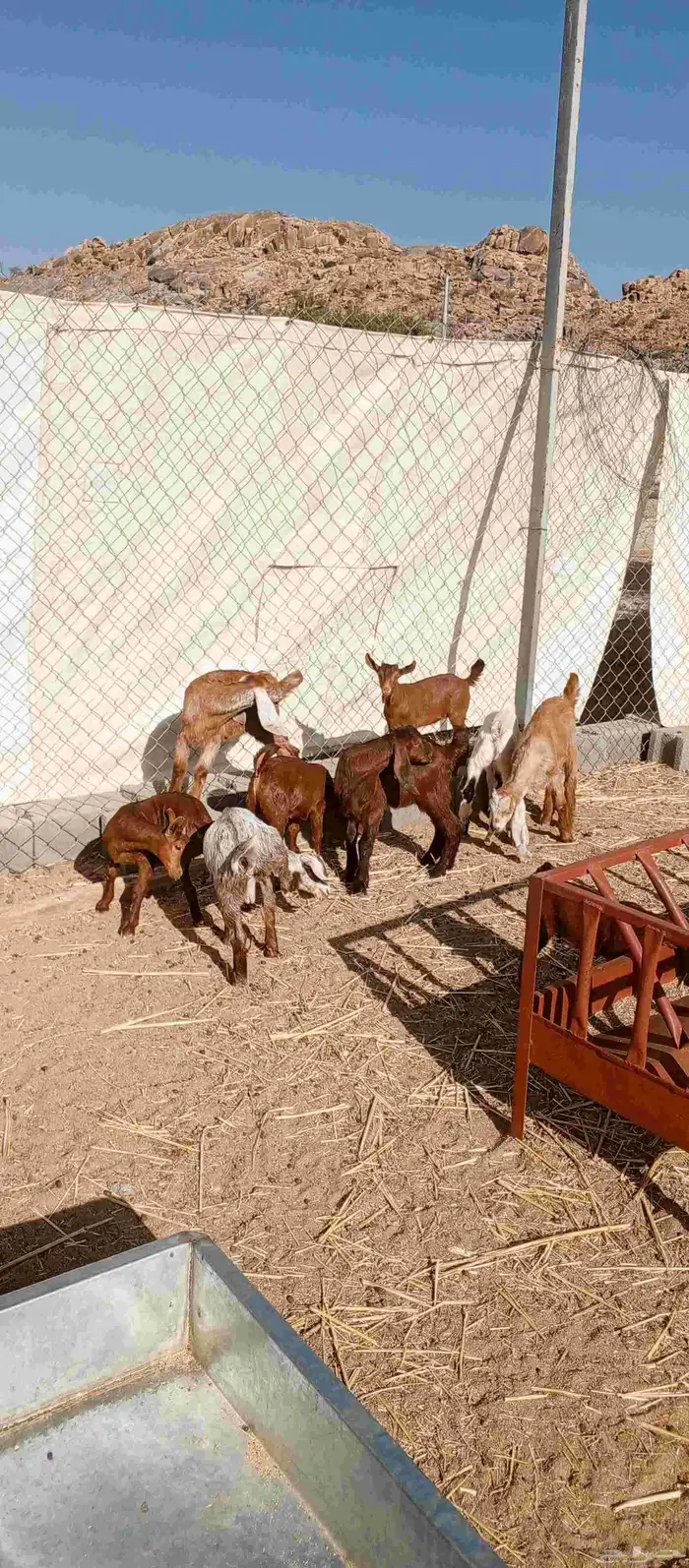 عشره من العرس عنقان وتيوس 2