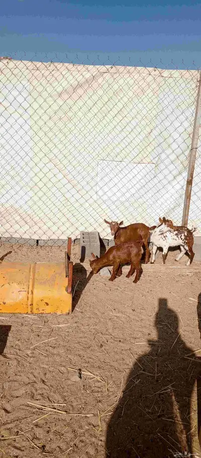 عشره من العرس عنقان وتيوس index