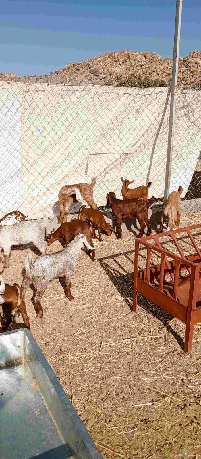 عشره من العرس عنقان وتيوس 6