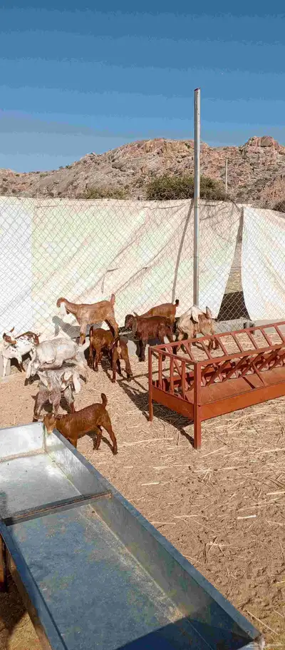 عشره من العرس عنقان وتيوس index