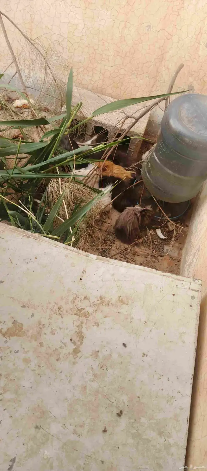 وبران بلدي 1