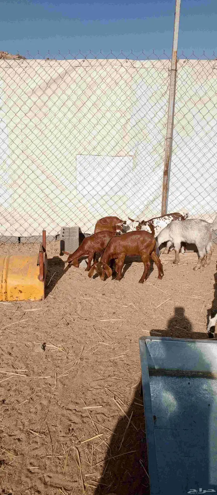 عشره من العرس عنقان وتيوس 5