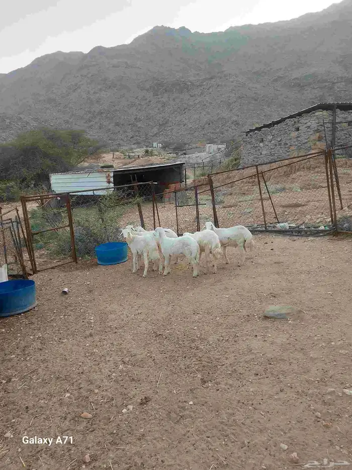 طليان تربية 1