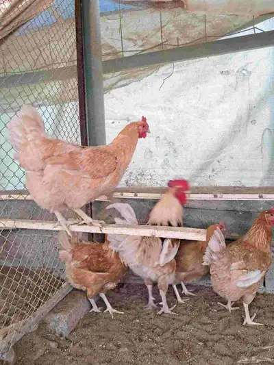 دجاج تركي بياض index