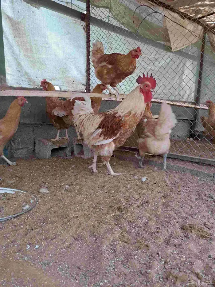 دجاج تركي بياض 0