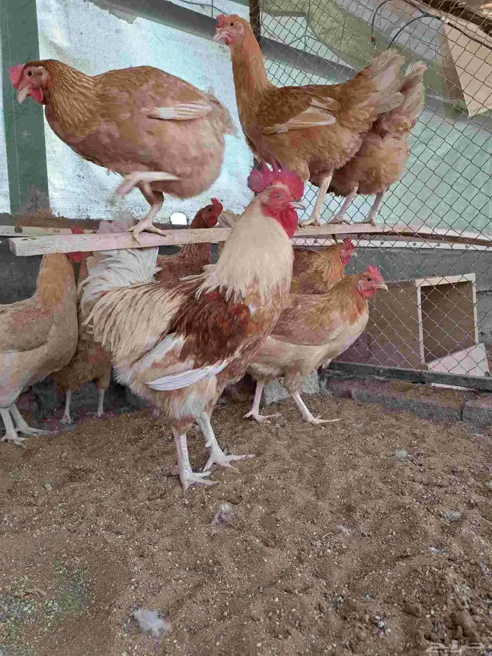 دجاج تركي بياض 3