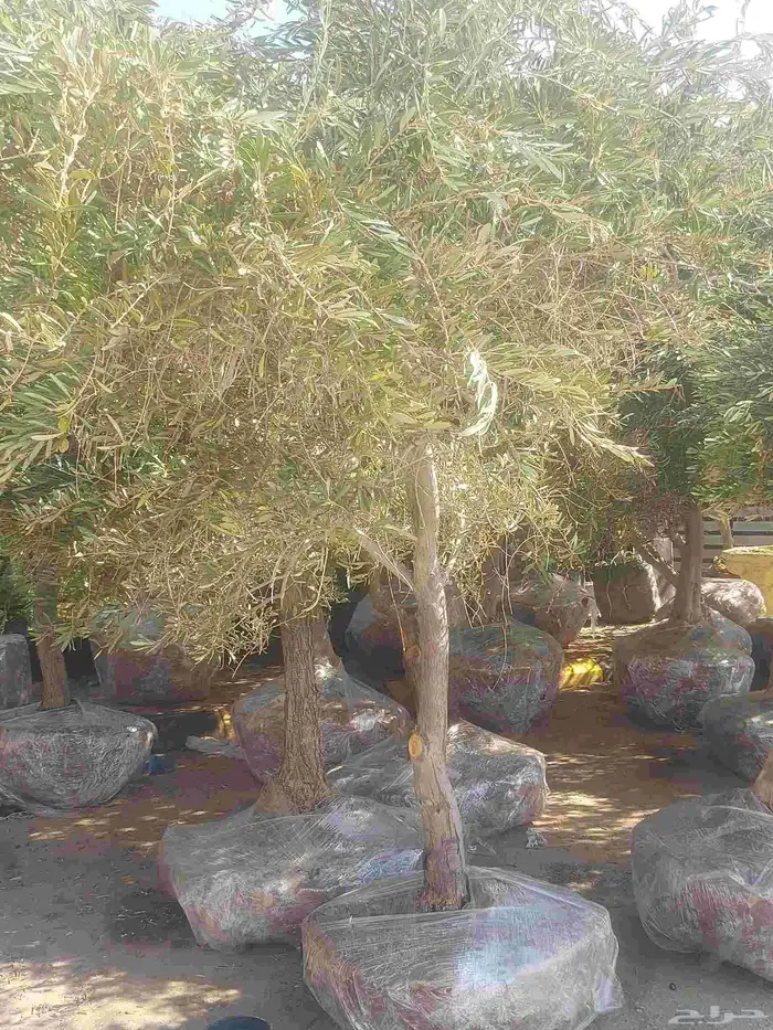 مشاتل الدمام تنسيق حدائق للاشجار السمكات 0