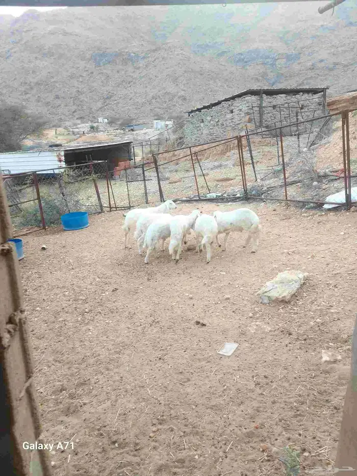 طليان تربية 3