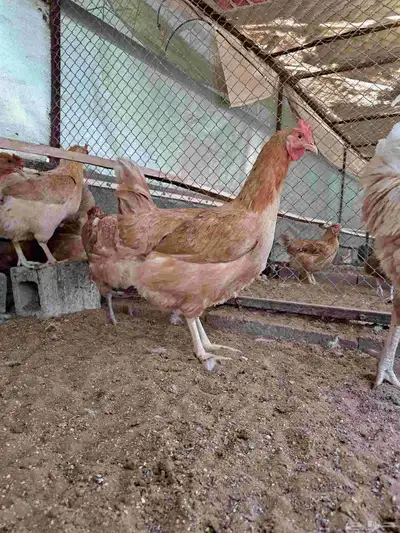 دجاج تركي بياض index