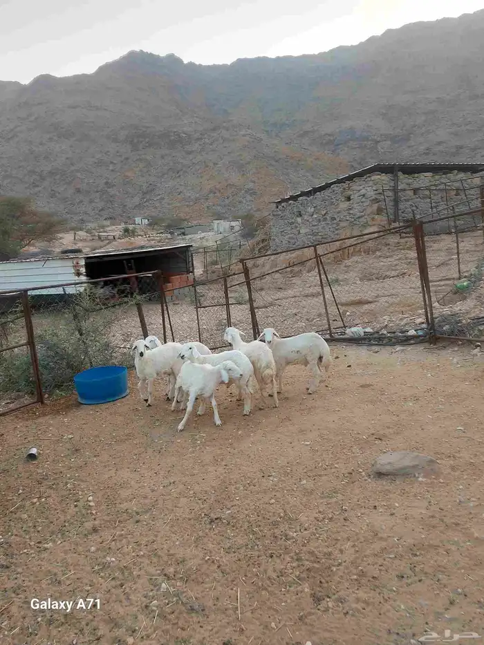 طليان تربية 0