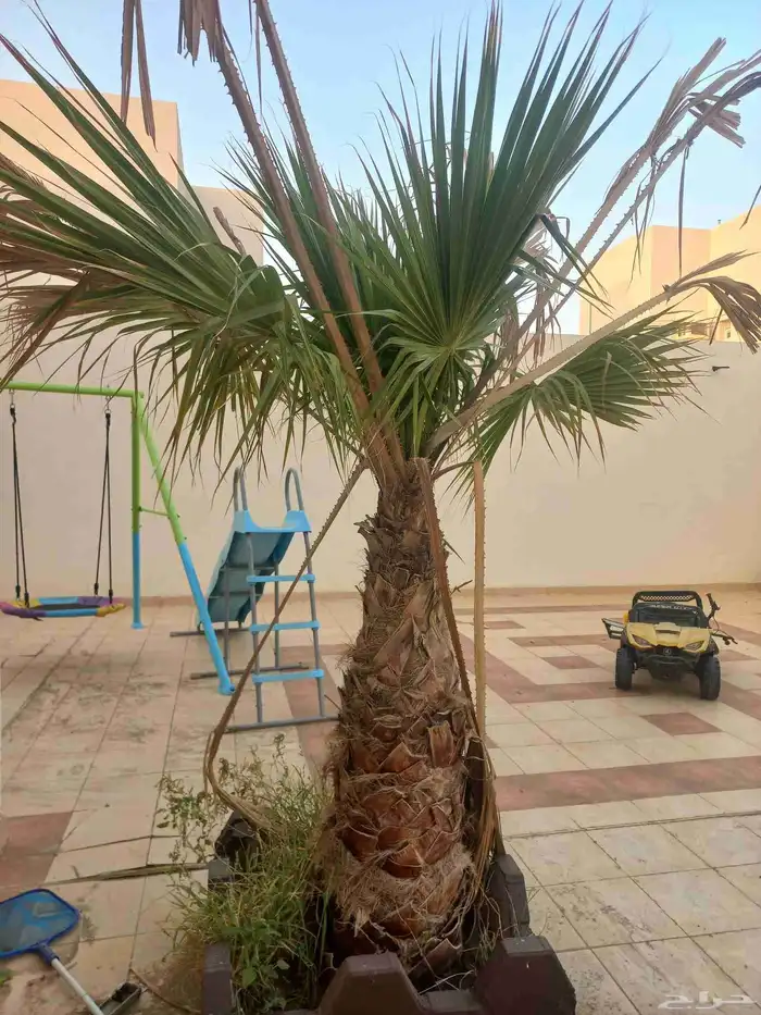 نخلة واشنطن للبيع 0