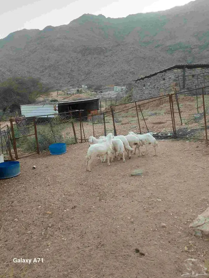 طليان تربية 2