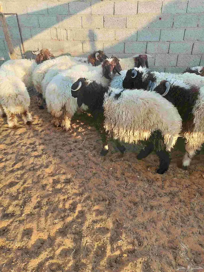 غنم نعيم بلدي 0