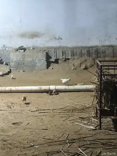 فروخ بلدي index