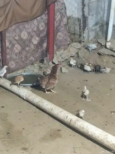 فروخ بلدي index