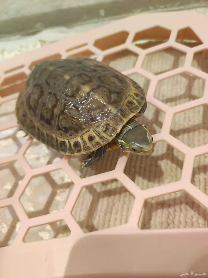سلاحف مائية للبيع 0