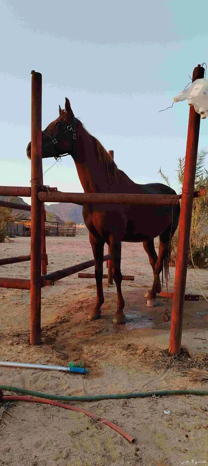 فرس شعبيه عربيه 0