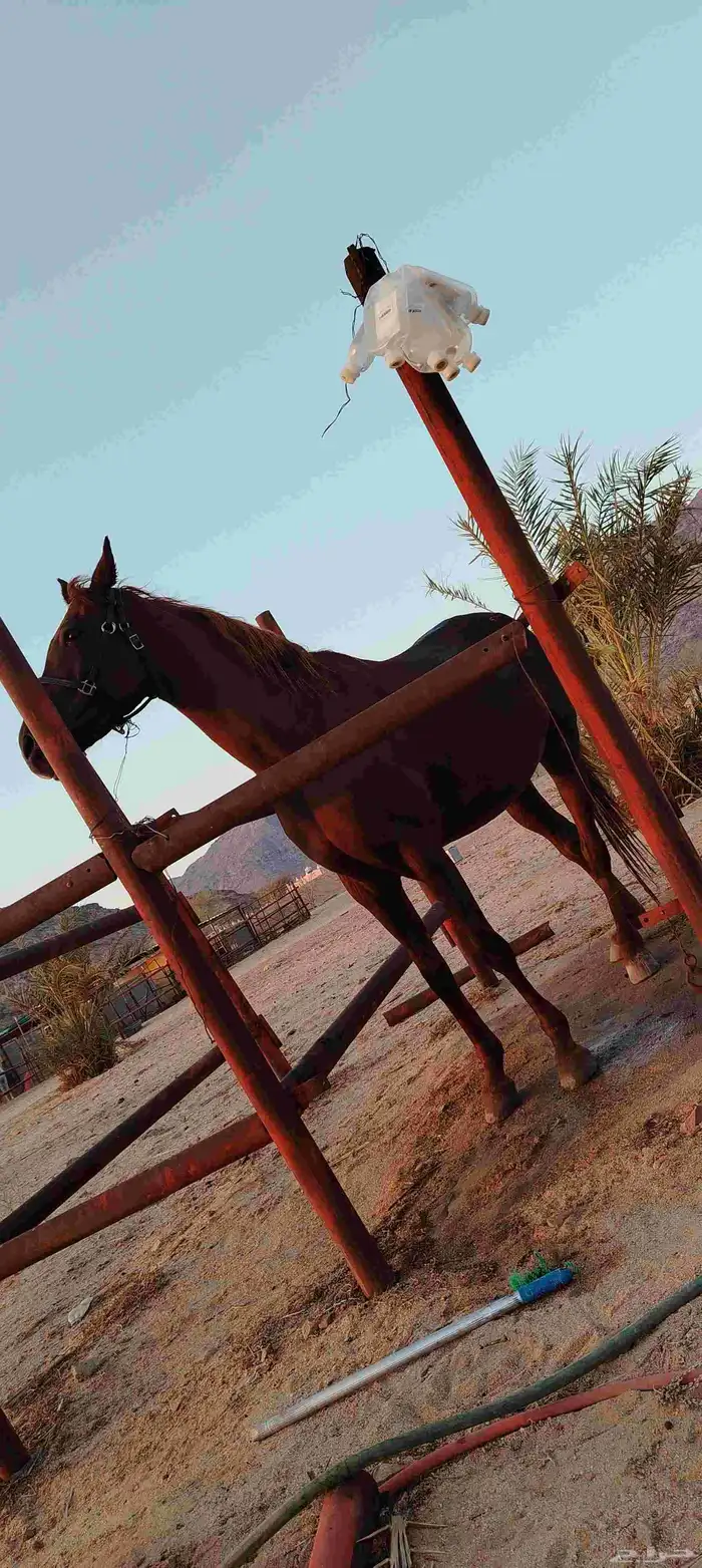 فرس شعبيه عربيه 1