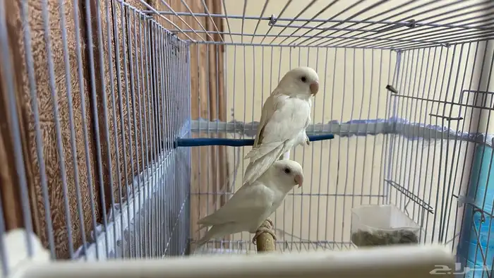 زوج روز البينو 0