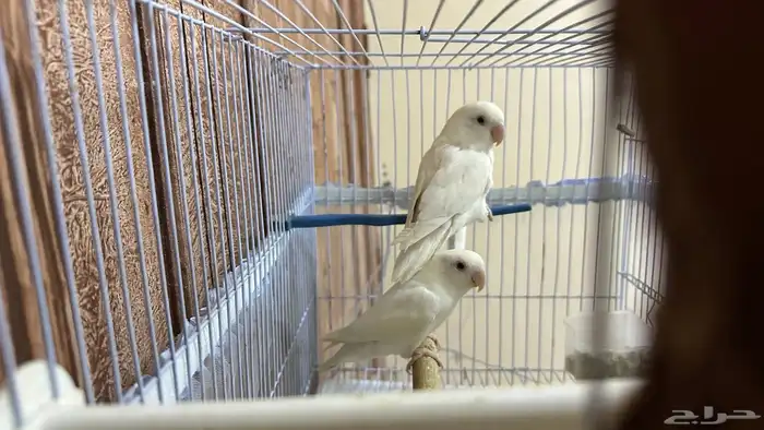 زوج روز البينو 1