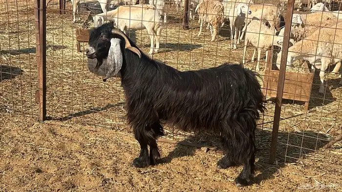 فحل عارضي حار ومشروط 1