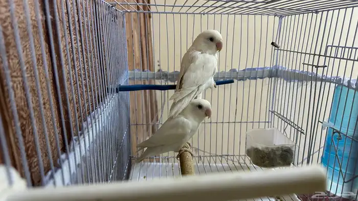 زوج روز البينو 3