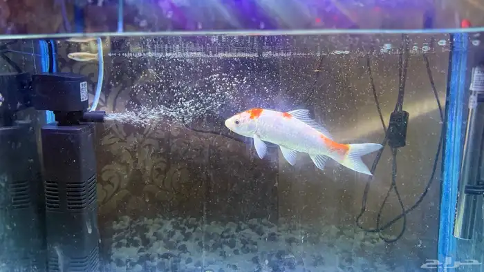 للبيع سمكة زينة كوي ياباني أصلية   حجم كبير ومظهر جميل 1