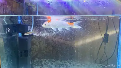 للبيع سمكة زينة كوي ياباني أصلية   حجم كبير ومظهر جميل index