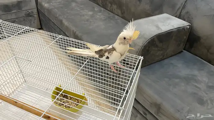 كروان اليف هولندي 0