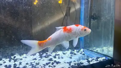 للبيع سمكة زينة كوي ياباني أصلية   حجم كبير ومظهر جميل index