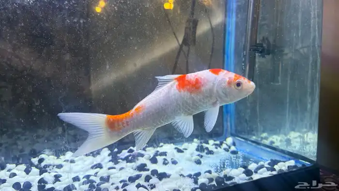 للبيع سمكة زينة كوي ياباني أصلية   حجم كبير ومظهر جميل 2