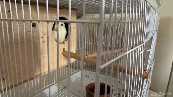 زوج روز للبيع 1