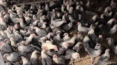 للبيع دجاج فيومي index