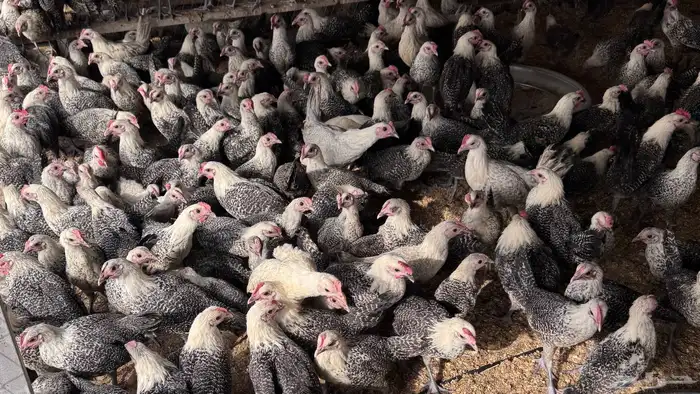 للبيع دجاج فيومي 4