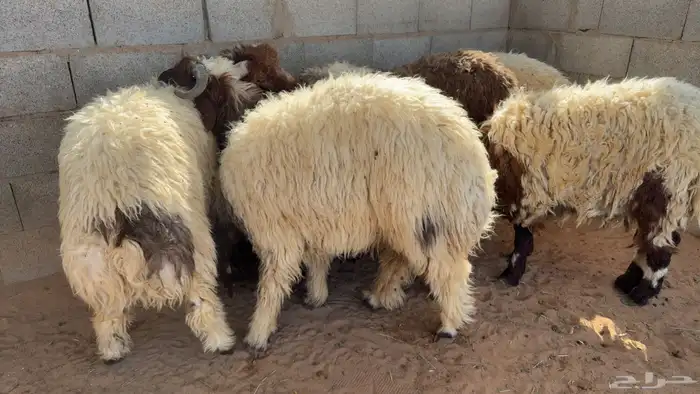 ذبايح نعيم مغلقه 0