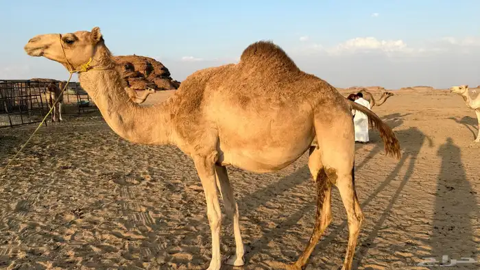 للبيع ناقه سبوق متلي على رياض بعير ابن حرب 0