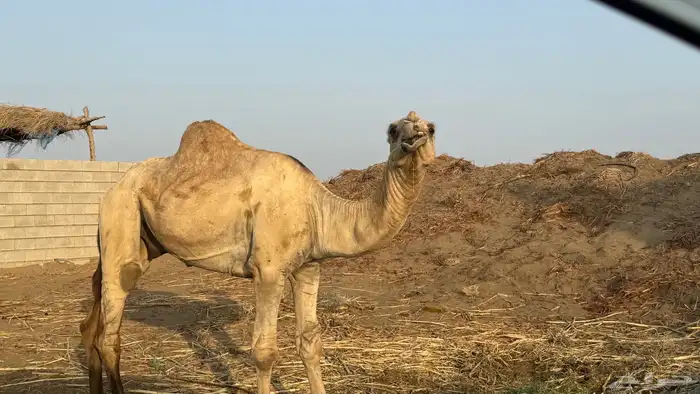 جمل اركي للبيع 0