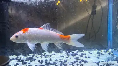 للبيع سمكة زينة كوي ياباني أصلية   حجم كبير ومظهر جميل index