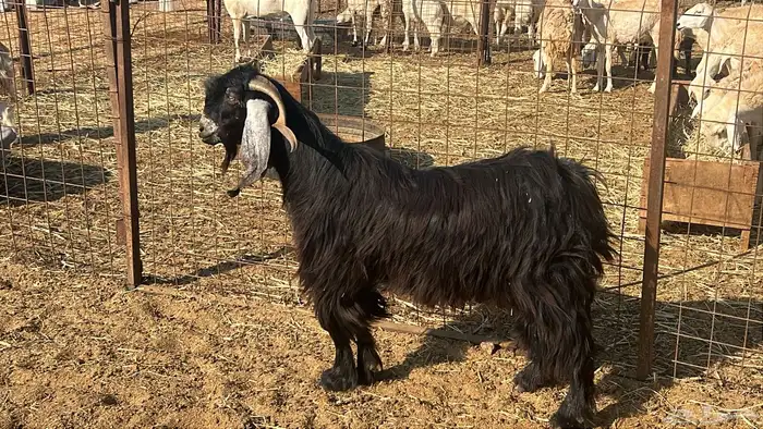 فحل عارضي حار ومشروط 0