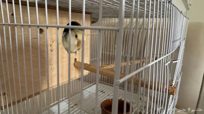 زوج روز للبيع 0