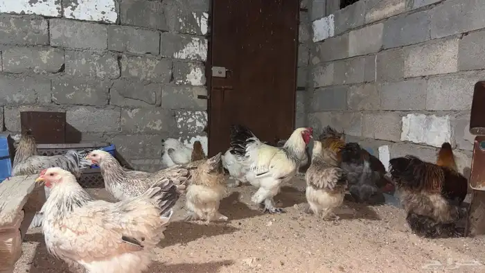 بيض مخصب براهما 5