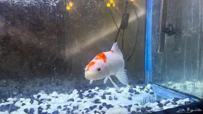 للبيع سمكة زينة كوي ياباني أصلية   حجم كبير ومظهر جميل index