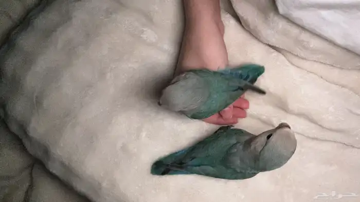 طيرين الروز هدد للبيع 9