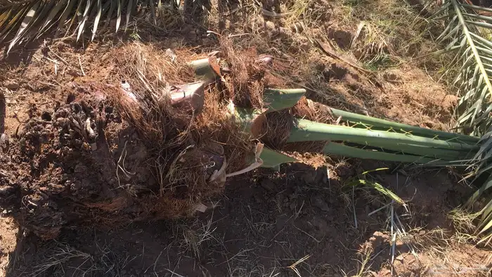 نخيل عربي فسائل نخل نخل عربي نقايل 35